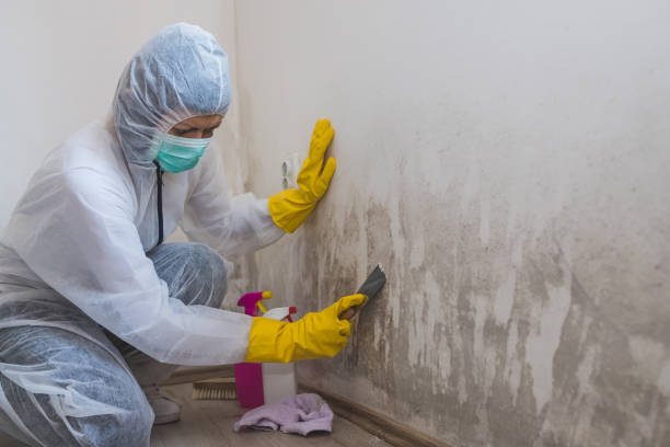 Best Attic Mold Remediation in Hillsboro, WI