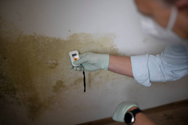 Best DIY Mold Remediation Support Services in Hillsboro, WI