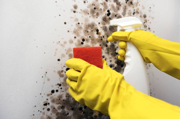 Best Emergency Mold Remediation in Hillsboro, WI