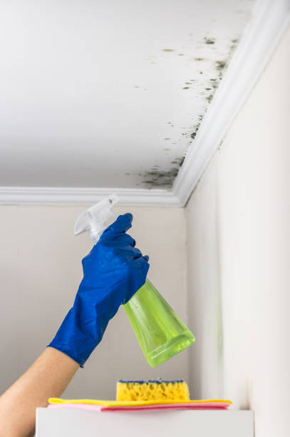 Best Post-Flood Mold Remediation in Hillsboro, WI